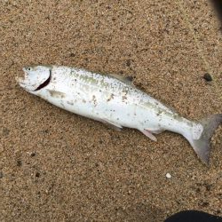 海サクラマスヒット!