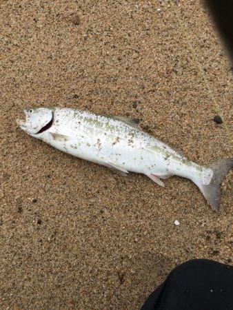 海サクラマスヒット!