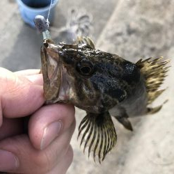 久しぶりの根魚