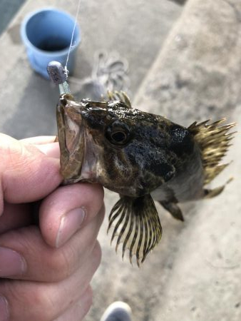 久しぶりの根魚