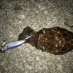 のんびりイカ釣り