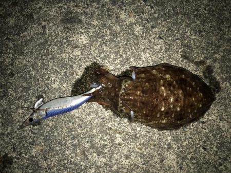 のんびりイカ釣り