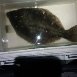 カレイに会いに2