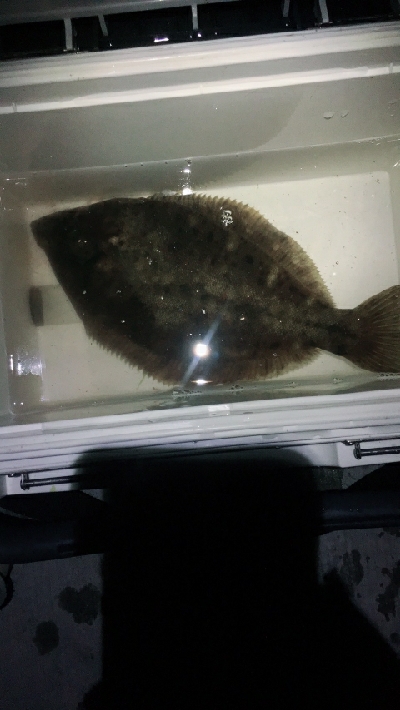 カレイに会いに2