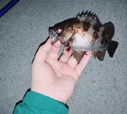 投げ釣りとルアー