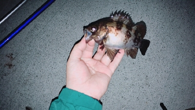 投げ釣りとルアー