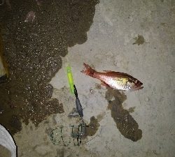 4/29釣果 残念な釣果でした。