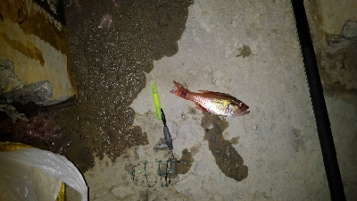 4/29釣果 残念な釣果でした。