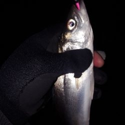 サーフシーバス