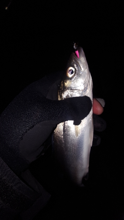 サーフシーバス