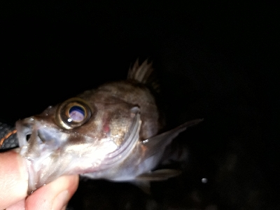 サイズが出ない…