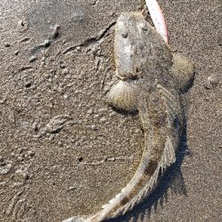 桜島サーフ釣行