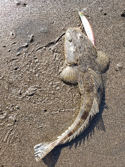 桜島サーフ釣行