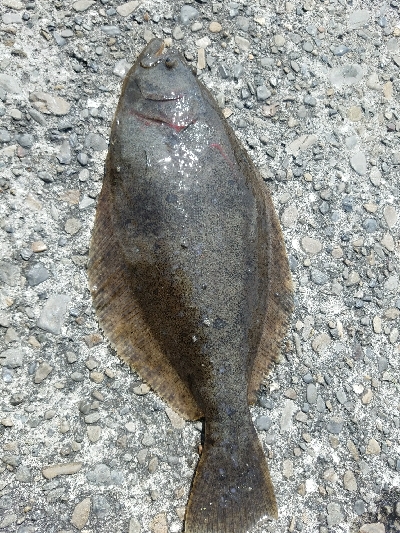 ヒラメ釣り　～晴れるとダメなのか～