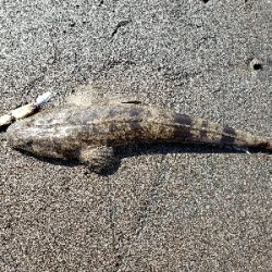 桜島サーフ釣行 初ヒラスズキ