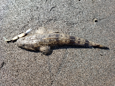 桜島サーフ釣行 初ヒラスズキ