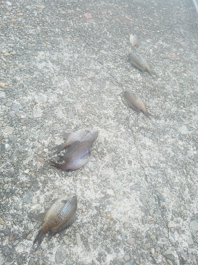 ヒラメ釣り　～色々ドジった～