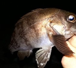 いつもの場所でいつものとおりに・・・