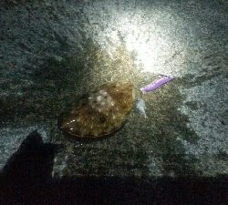 アオリイカはまだ…