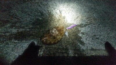 アオリイカはまだ…