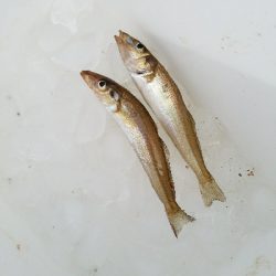 キス釣り　～色々苦戦した。。～