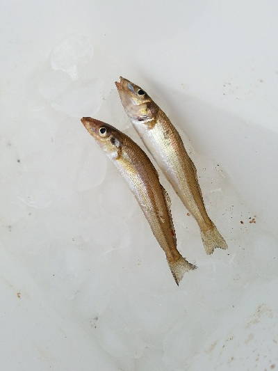 キス釣り　～色々苦戦した。。～