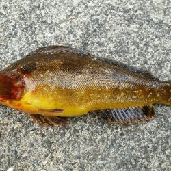 エギング甲イカ一杯！