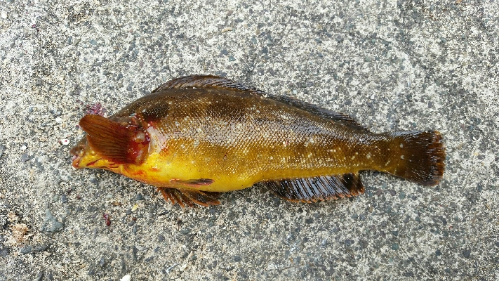 エギング甲イカ一杯！