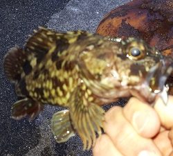 ディがシリング