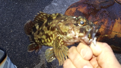 ディがシリング