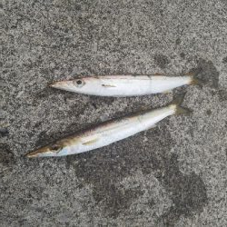 アジからのカマス