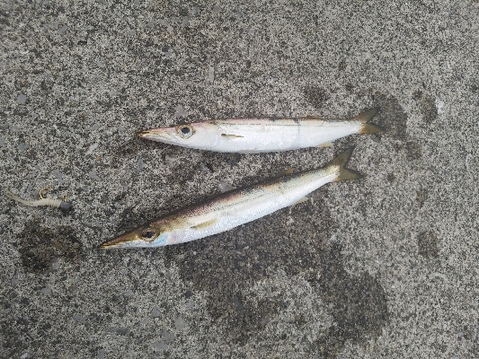 アジからのカマス