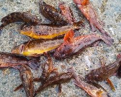 カサゴばっかり