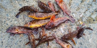 カサゴばっかり