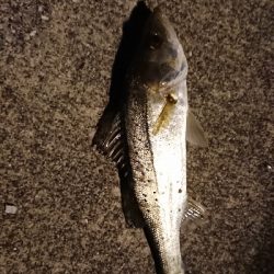 今年初の仕事終わりフィッシング