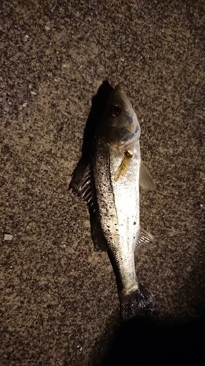 今年初の仕事終わりフィッシング