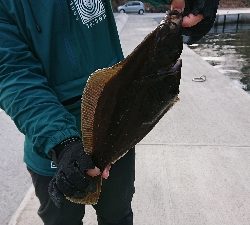 カレイに会いに