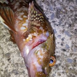 アジをさがしに。