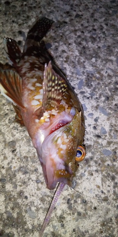 アジをさがしに。