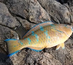 安岡渡船 ハシガハエ