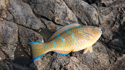 安岡渡船 ハシガハエ