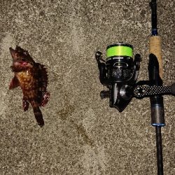 今夜もメバリング。