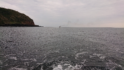 トップでヒラマサ