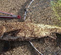 久しぶりの大物？