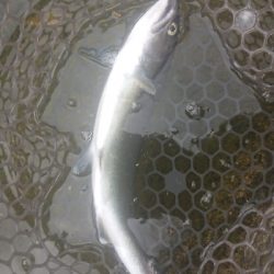 朽木渓流魚センタールアーフィールド