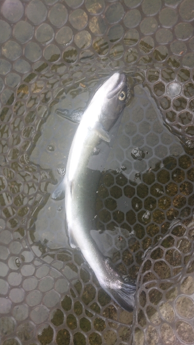 朽木渓流魚センタールアーフィールド