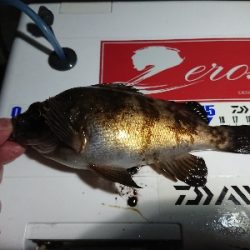 ええ引きしてまっせ~