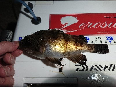 ええ引きしてまっせ～