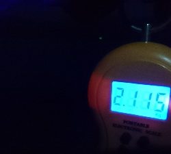 アオリイカの大型と思ったのに！