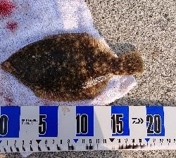 花見ガレイ、ガシラ釣り